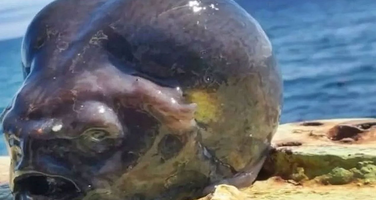 Oltaya gelen yaratık şaşkına çevirdi: Uzaylıya benzetildi